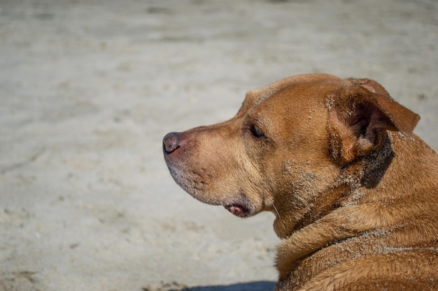 Mélange de pit-bull shiba inu jouant dans le sable et nageant à la plage de chien