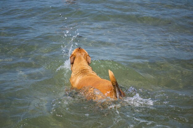 Mélange de pit-bull shiba inu jouant dans le sable et nageant à la plage de chien