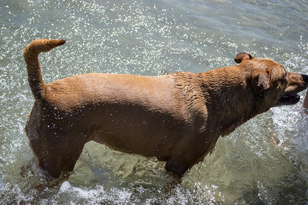 Mélange de pit-bull shiba inu jouant dans le sable et nageant à la plage de chien