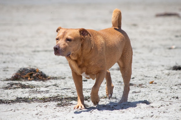 Mélange de pit-bull shiba inu jouant à la plage de chien