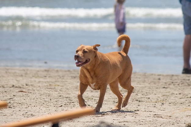 Mélange de pit-bull shiba inu jouant à la plage de chien