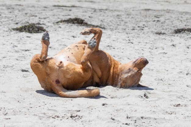 Mélange de pit-bull shiba inu jouant à la plage de chien