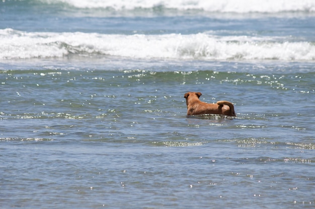 Mélange de pit-bull shiba inu jouant à la plage de chien