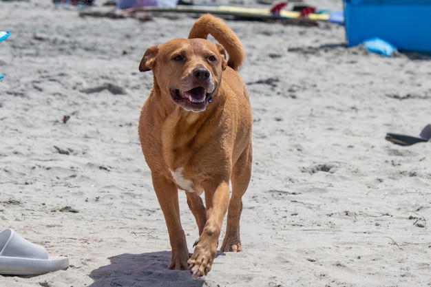 Mélange de pit-bull shiba inu jouant à la plage de chien