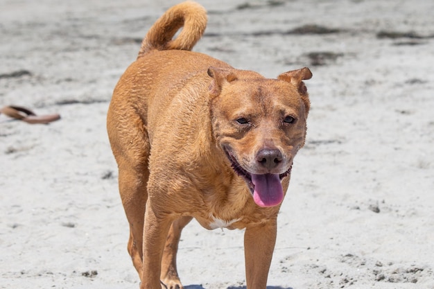 Mélange de pit-bull shiba inu jouant à la plage de chien