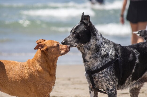 Mélange de pit-bull shiba inu jouant à la plage de chien