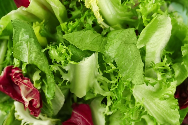 Mélange de salade verte fraîche gros plan