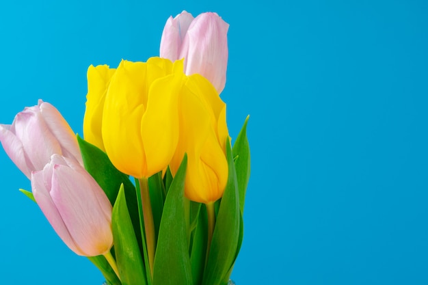 Mélange de tulipes contre une surface pastel bleue