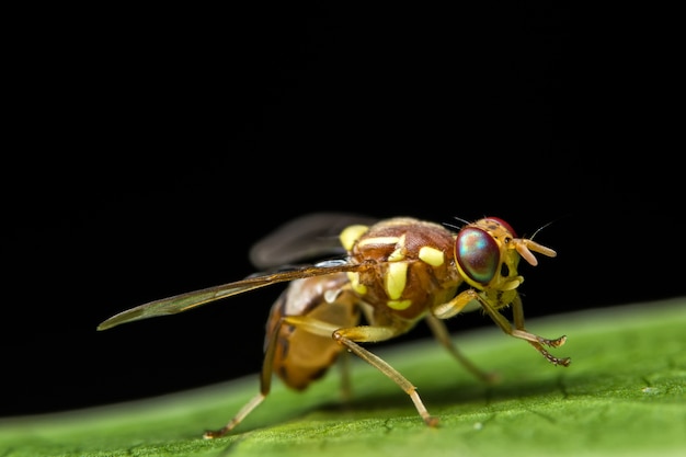 mélanogaster rouge assis vole up fruitfly