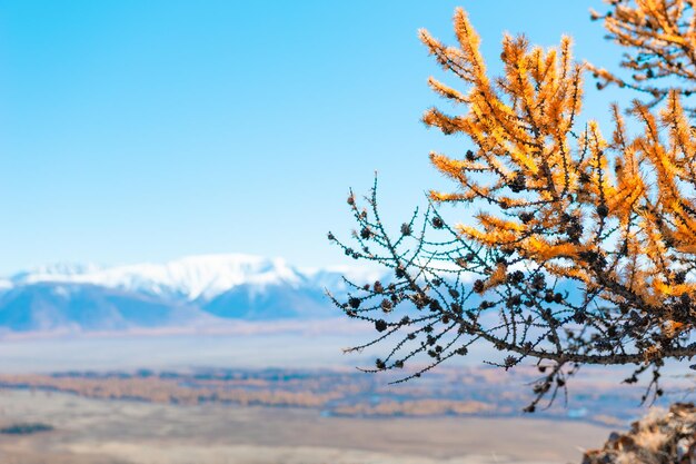 Mélèze d'automne jaune avec des cônes dans les montagnes. Steppe de Kurai, vue de la crête de North-Chuya dans l'Altaï, Sibérie, Russie