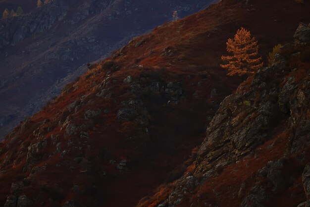 mélèze jaune solitaire, arbre automne paysage de montagne