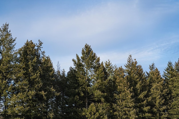 Mélèzes sur pelouse verte et journée d'été ensoleillée avec ciel bleu Exploration en plein air