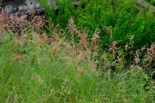 Melinis repens est une espèce d'herbe connue sous les noms communs de rose Natal grass, Natal red top,