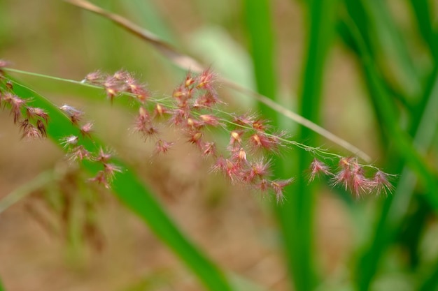 Melinis repens est une espèce d'herbe connue sous les noms communs rose Natal grass Natal top rouge