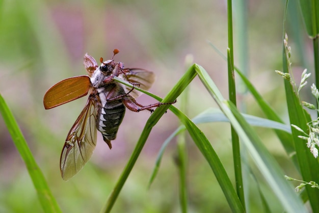 Melolontha est un genre de coléoptères de la famille des Scarabaeidae Les hannetons européens appartiennent à ce genre
