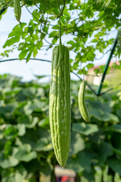 Melon amer, courge amère ou courge amère suspendus des plantes dans une ferme