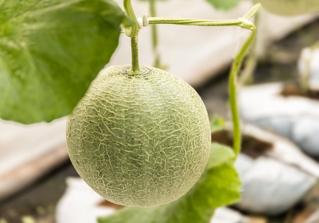 Melon bio de la ferme