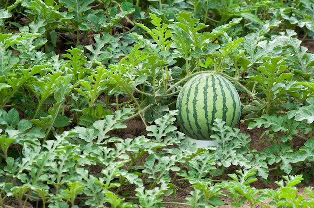 Melon d'eau dans la plantation verte de melon d'eau en été, champ agricole de melon d'eau