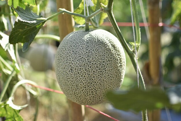 Melon frais sur l'arbre dans une ferme biologique