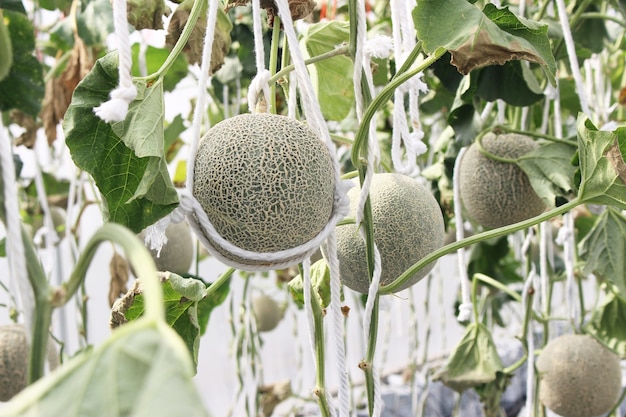 Melon frais sur l&#39;arbre.