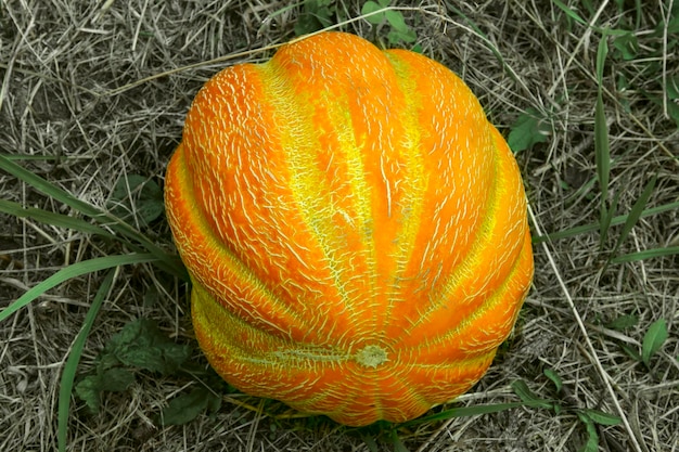 Le melon mûr de culture de melon se trouve sur l'herbe