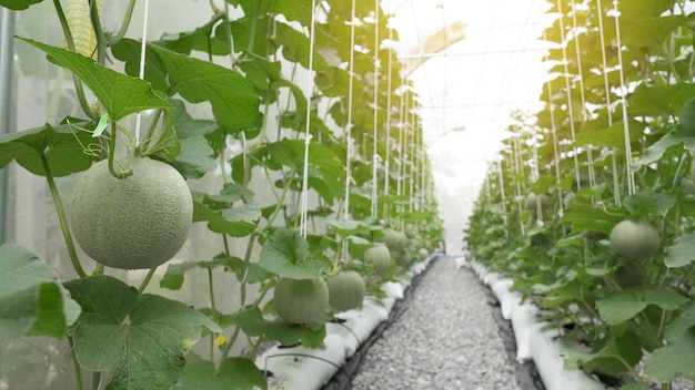 Melon vert bio cantaloup poussant dans une serre.