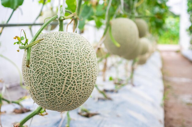 Melons cantaloup japonais vert frais plantes poussant dans un jardin à effet de serre biologique