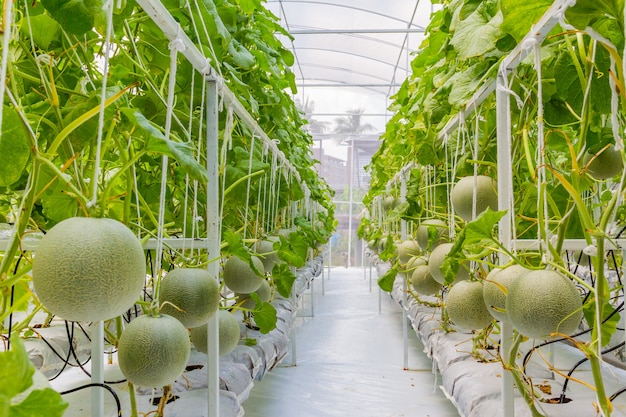 Melons de cantaloup qui poussent dans une serre