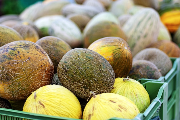 Photo melons de différents types vendus en épicerie