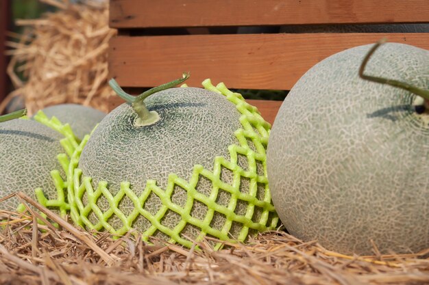 Photo melons frais sur paille. fermer. fruits bio