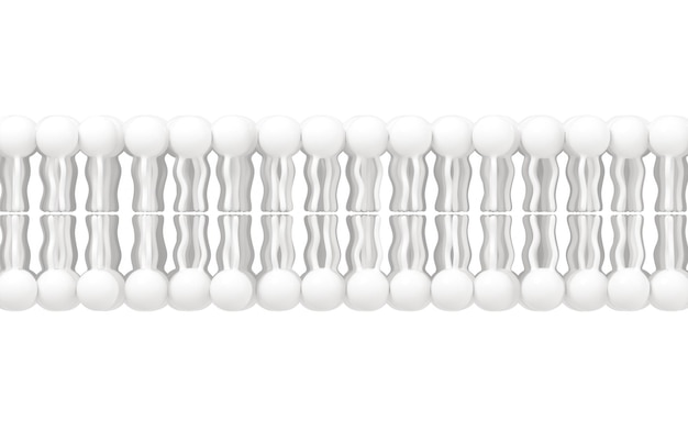 Photo membrane cellulaire avec fond blanc rendu 3d dessin numérique par ordinateur