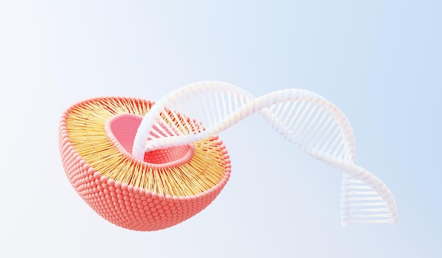 Membrane cellulaire de rendu 3D Bicouche phospholipidique Couches de molécules Base de données de nucléotides d'expression génique Modèle de mosaïque fluide pour l'éducation Gène humain Structures de la membrane plasmique