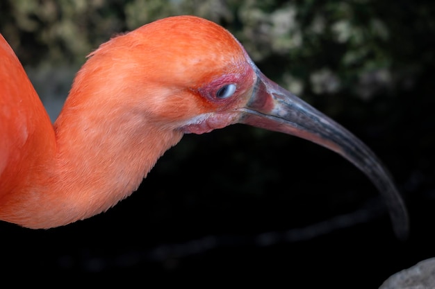 membrane nictitante de l'oiseau ibis rouge