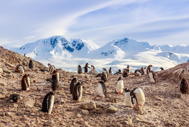 Membres de la colonie de manchots papous assis sur les rochers avec des montagnes en arrière-plan à Neco Bay Antarctique