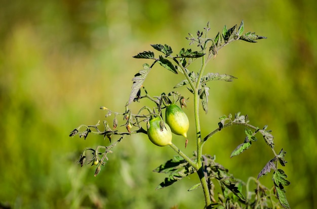 Même les tomates vertes poussent dans le jardin