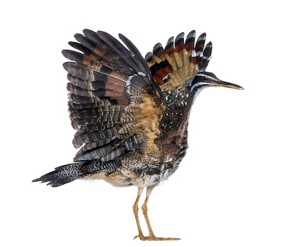 Menacer Sunbittern Eurypyga helias isolé sur blanc