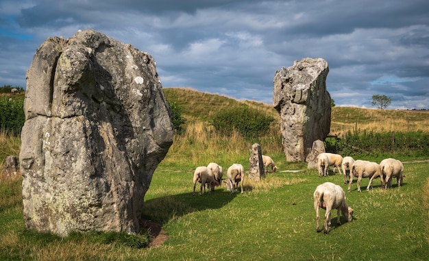 Menhirs Du Cercle D'avebury. Des Moutons Paissent Parmi Les Rochers Massifs