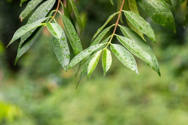 Mentaok Wrightia javanica feuilles vertes un arbre qui a une histoire liée au sultanat de Yogyakarta