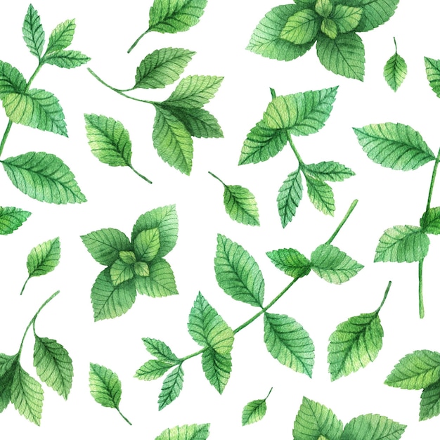 Menthe aux herbes aquarelle transparente motif dessiné à la main