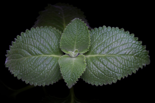 Menthe brute fraîche laisse isolé sur fond noir