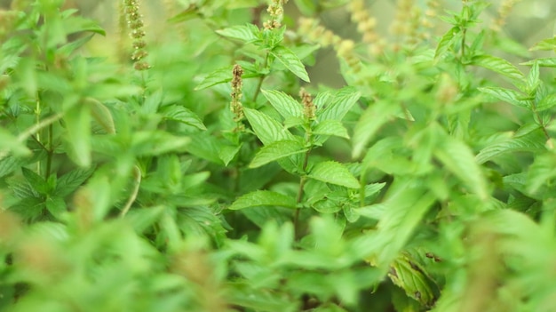 Photo menthe dans le jardin de la maison