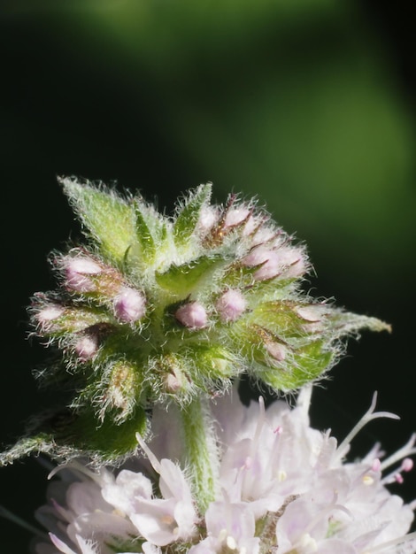 Photo la menthe en fleur dans le jardin d'automne