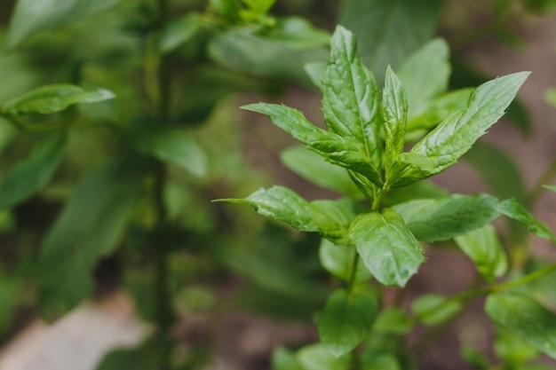 Menthe fraîche dans le jardin