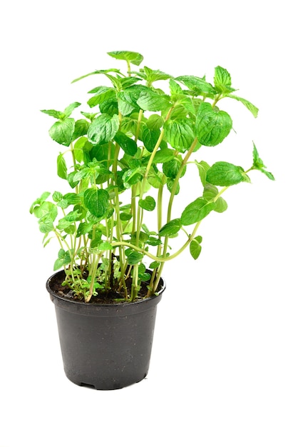 Menthe fraîche dans un pot isolé sur blanc.