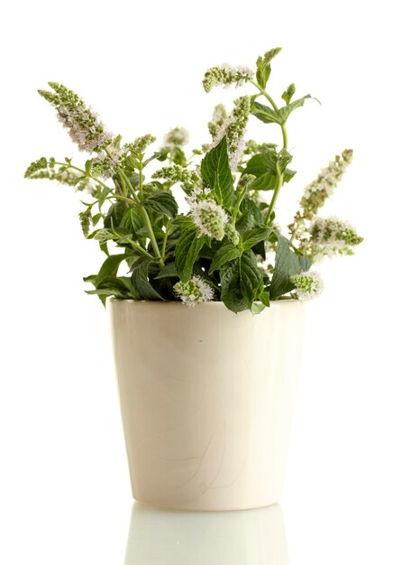 Menthe fraîche avec des fleurs dans une tasse isolée sur blanc