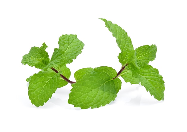 Menthe fraîche isolée sur blanc.