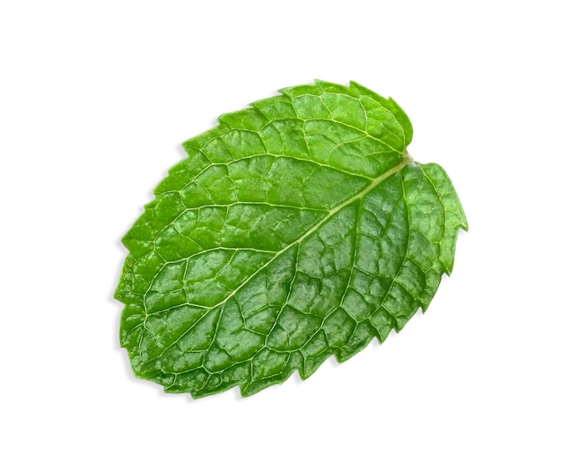 Menthe fraîche isolée sur blanc