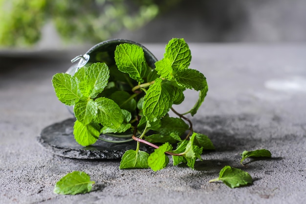 Menthe fraîche en pot