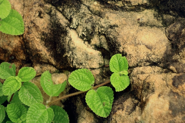 Menthe japonaise