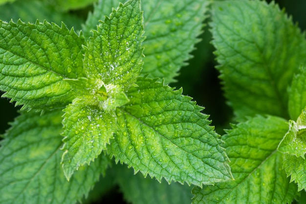 Menthe parfumée verte dans le jardin